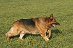 rennender Deutscher Schäferhund / running German Shepherd