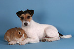 Parson Russell Terrier und Zwergkaninchen / parson russell terrier and bunny