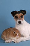 Parson Russell Terrier und Zwergkaninchen / prt and bunny