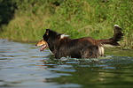 badender Langhaarcollie / bathing longhaired collie