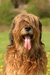 Briard / berger de brie