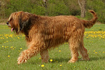 Briard / berger de brie