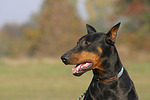 Dobermann / doberman pinscher