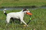 Parson Russell Terrier