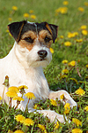 Parson Russell Terrier