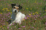 liegender Parson Russell Terrier / lying PRT