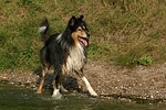 nasser Langhaarcollie / wet longhaired collie