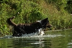 badender Langhaarcollie / bathing longhaired collie