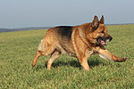 rennender Deutscher Schäferhund / running German Shepherd