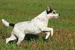 Parson Russell Terrier