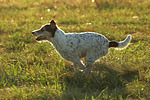 Parson Russell Terrier