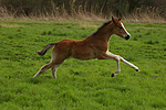 Deutsches Reitpony / pony