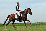 Deutscher Reitpony Hengst / pony stallion