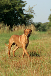 Rhodesian Ridgeback