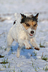 rennender Parson Russell Terrier im Schnee / running PRT in snow