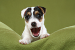 gähnender Parson Russell Terrier Welpe / yawning PRT puppy