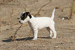 Parson Russell Terrier Welpe / parson russell terrier puppy