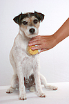 Parson Russell Terrier