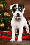 Parson Russell Terrier Welpe zu Weihnachten / PRT puppy at christmas