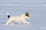 Parson Russell Terrier rennt durch den Schnee / prt running through snow