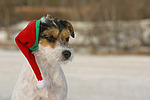 Parson Russell Terrier zu Weihnachten / PRT at christmas