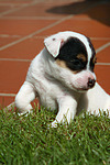 Parson Russell Terrier Welpe / parson russell terrier puppy