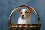 Parson Russell Terrier