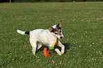 Parson Russell Terrier