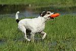 Parson Russell Terrier