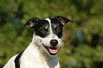 Jack Russell Terrier