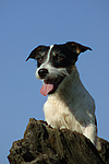 Jack Russell Terrier