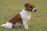 Jack Russell Terrier