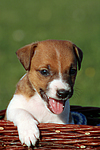 Jack Russell Terrier Welpe / jack russell terrier puppy