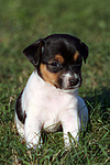 Jack Russell Terrier Welpe / jack russell terrier puppy