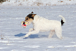 Parson Russell Terrier im Schnee / dog in snow