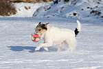 Parson Russell Terrier spielt im Schnee / PRT playing in snow