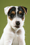 Parson Russell Terrier Welpe Portrait / PRT puppy portrait