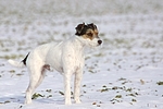 Parson Russell Terrier im Schnee / PRT in snow