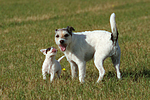 2 Parson Russell Terrier