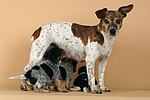 Jack Russell Terrier