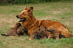 Harzer Fuchs mit Welpen / Harzer Fuchs with babys