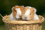 2 junge Glatthaarmeerschweine / 2 young smooth-haired guninea pigs