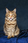 Maine Coon