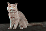 Britisch Kurzhaar / british shorthair