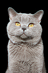 Britisch Kurzhaar / british shorthair