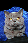 Britisch Kurzhaar / british shorthair