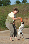 Frau spielt mit Parson Russell Terrier / woman plays with PRT