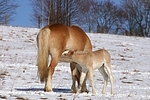 Haflinger / haflinger horse