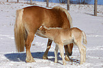 Haflinger / haflinger horses