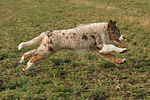 Miniature Australian Shepherd Welpe / miniature australian shepherd puppy